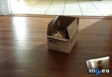 Tags: box, cats (Pict. in My r/CATS favs)