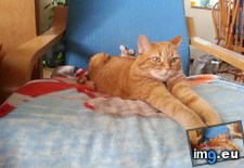 Tags: cats, chair, favourite, sit, way (Pict. in My r/CATS favs)