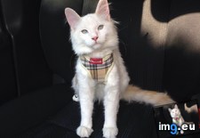 Tags: car, cats, effect, harness, prec, sat, sort, taming (Pict. in My r/CATS favs)