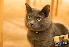 Tags: cats, crazy, decided, family, old (Pict. in My r/CATS favs)