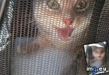 Tags: cats, reaction, spayed (Pict. in My r/CATS favs)