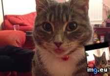 Tags: cats, face (Pict. in My r/CATS favs)
