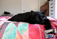 Tags: black, cat, cats, friday (Pict. in My r/CATS favs)