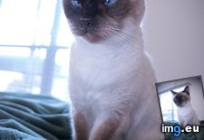 Tags: cat, cats, friend, gussy, old, years (Pict. in My r/CATS favs)