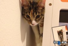 Tags: bookshelves, but, cats, love, low, minerva, she, stuck (Pict. in My r/CATS favs)