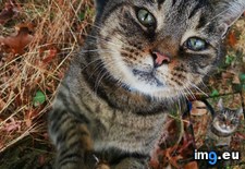 Tags: cat, cats (Pict. in My r/CATS favs)