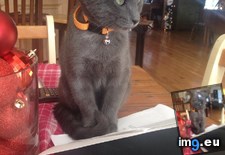 Tags: cats, helping, homework, stratus (Pict. in My r/CATS favs)