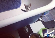 Tags: cats, checking, out, tub (Pict. in My r/CATS favs)