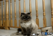 Tags: cat, cats, himalayan (Pict. in My r/CATS favs)
