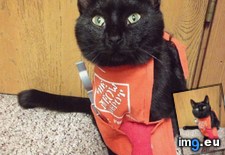 Tags: cat, cats, depot, fill, hire, meow, project, summer, working (Pict. in My r/CATS favs)