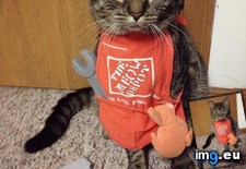 Tags: cat, cats, depot, fill, hire, meow, project, summer, working (Pict. in My r/CATS favs)