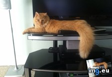 Tags: cats, lonely, meows, simba (Pict. in My r/CATS favs)