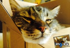 Tags: box, cats, favorite (Pict. in My r/CATS favs)