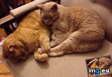 Tags: cats, holding, paws (Pict. in My r/CATS favs)