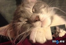 Tags: cats, fall, love (Pict. in My r/CATS favs)