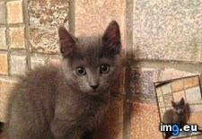 Tags: can, cats, face, how, love, not, you (Pict. in My r/CATS favs)