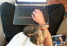 Tags: cats, work (Pict. in My r/CATS favs)