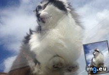 Tags: cats, majestic (Pict. in My r/CATS favs)