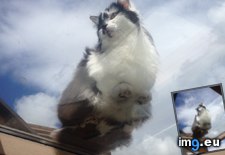 Tags: cats, majestic (Pict. in My r/CATS favs)