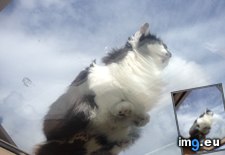 Tags: cats, majestic (Pict. in My r/CATS favs)