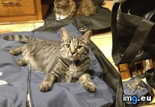 Tags: cats, pack (Pict. in My r/CATS favs)