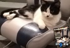 Tags: boat, bought, cats, now (Pict. in My r/CATS favs)