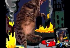 Tags: cats, snapcat (Pict. in My r/CATS favs)