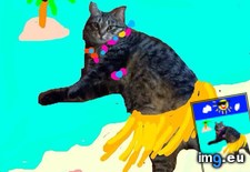 Tags: cats, snapcat (Pict. in My r/CATS favs)