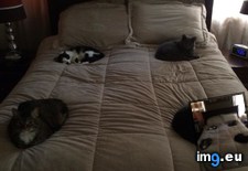 Tags: cats, find, work (Pict. in My r/CATS favs)