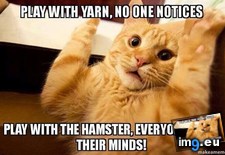 Tags: cat, cats (Pict. in My r/CATS favs)