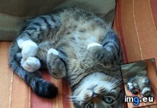 Tags: cats, cute (Pict. in My r/CATS favs)