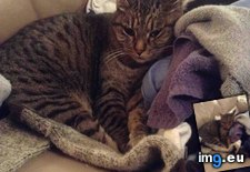 Tags: care, cats, clothes, did, human, laundry, lay, love, warm, you (Pict. in My r/CATS favs)