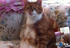 Tags: cats, likes, picture (Pict. in My r/CATS favs)
