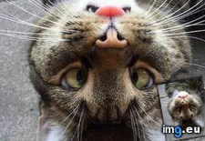 Tags: cats, feel (Pict. in My r/CATS favs)