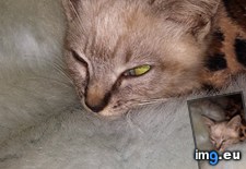 Tags: cats, kitty, man, road, way (Pict. in My r/CATS favs)