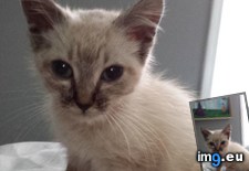 Tags: cats, kitty, man, road, way (Pict. in My r/CATS favs)