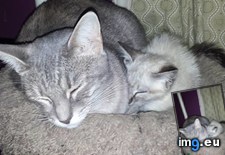 Tags: cats, kitty, man, road, way (Pict. in My r/CATS favs)