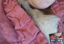 Tags: cats, kitty, man, road, way (Pict. in My r/CATS favs)