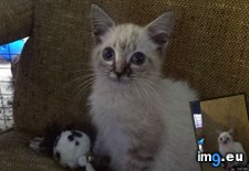 Tags: cats, kitty, man, road, way (Pict. in My r/CATS favs)