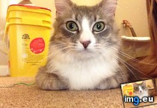 Tags: cat, cats, toasty (Pict. in My r/CATS favs)
