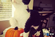 Tags: brigh, cats, changed, entire, grew, hugo, life, pet, september, world (Pict. in My r/CATS favs)