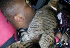 Tags: cats, idea, sleep (Pict. in My r/CATS favs)