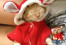 Tags: asleep, cats, fell, wait (Pict. in My r/CATS favs)