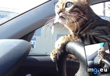 Tags: cats, idea (Pict. in My r/CATS favs)