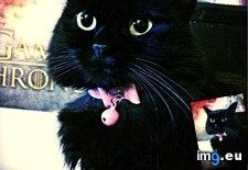 Tags: black, cats, giving, hear, kirby, love, stunner (Pict. in My r/CATS favs)