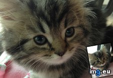 Tags: cats, got, new (Pict. in My r/CATS favs)