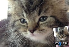 Tags: cats, got, new (Pict. in My r/CATS favs)