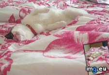 Tags: cats, woke (Pict. in My r/CATS favs)