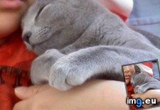 Tags: cats, love (Pict. in My r/CATS favs)