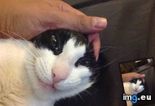 Tags: cats, head, love, squeezing (Pict. in My r/CATS favs)
